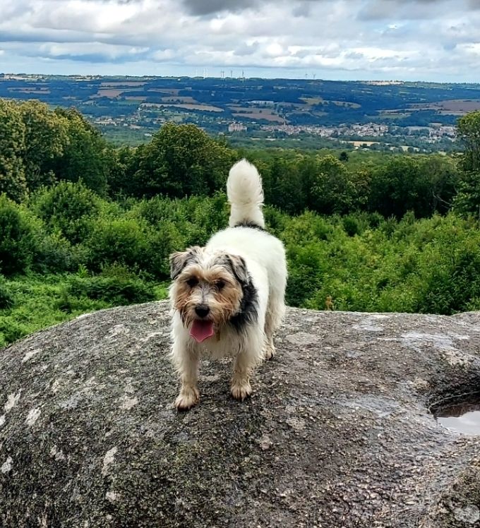 Les Jack Russell Terrier de l'affixe Absolute Amazing