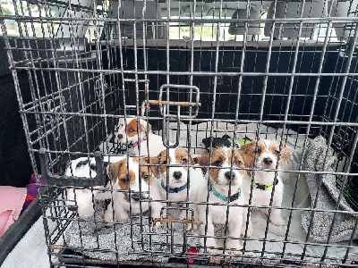 Absolute Amazing - Jack Russell Terrier - Portée née le 05/05/2024