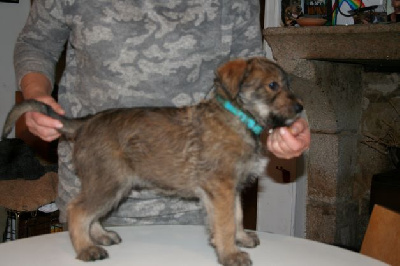 CHIOT