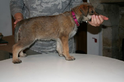 CHIOT