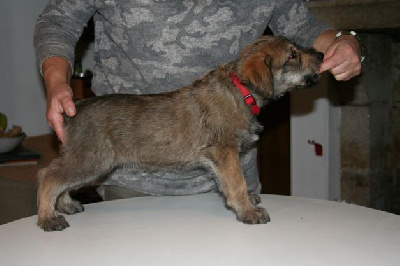 CHIOT