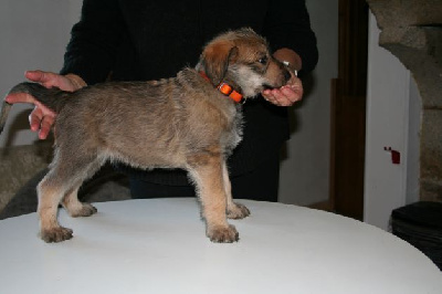 CHIOT
