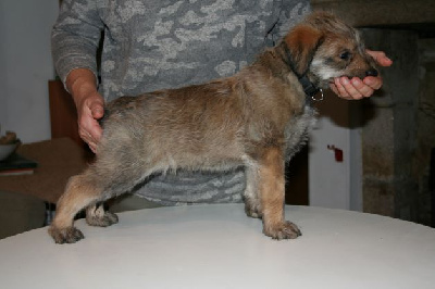 CHIOT