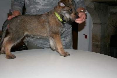CHIOT